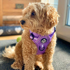 Rugged Rover™ No-Pull Dog Harness – Lilac Blush