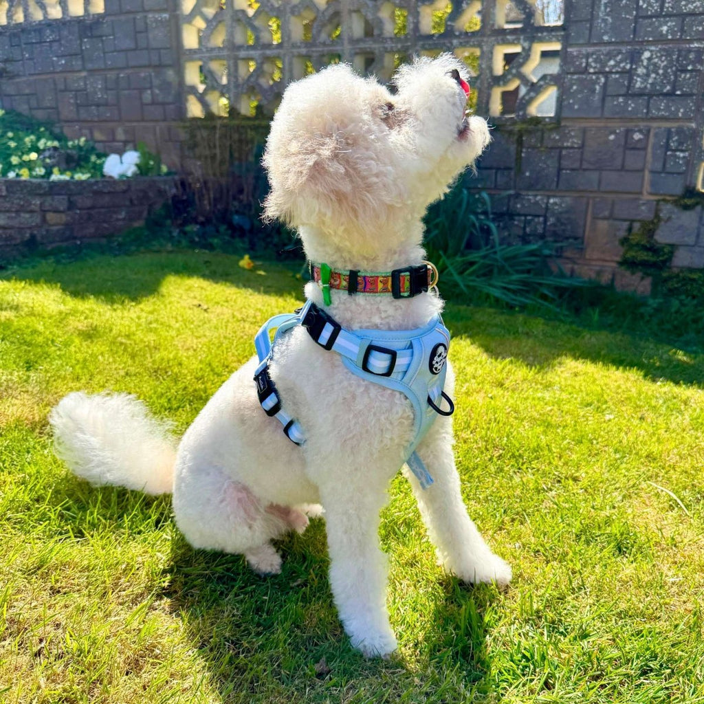 Rugged Rover™ No-Pull Dog Harness – Pastel Blue