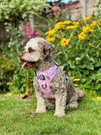 Rugged Rover™ No-Pull Dog Harness – Pastel Pink