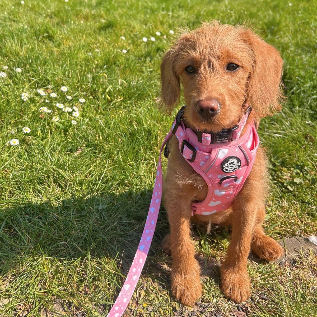 Rugged Rover™ No-Pull Dog Harness – Peachy Hearts