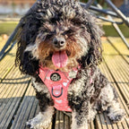 Rugged Rover™ No-Pull Dog Harness – Peachy Hearts