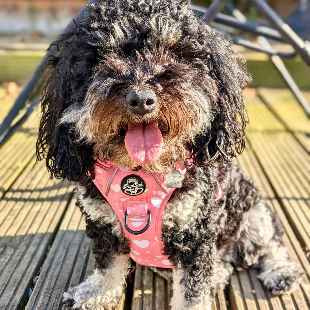 Rugged Rover™ No-Pull Dog Harness – Peachy Hearts