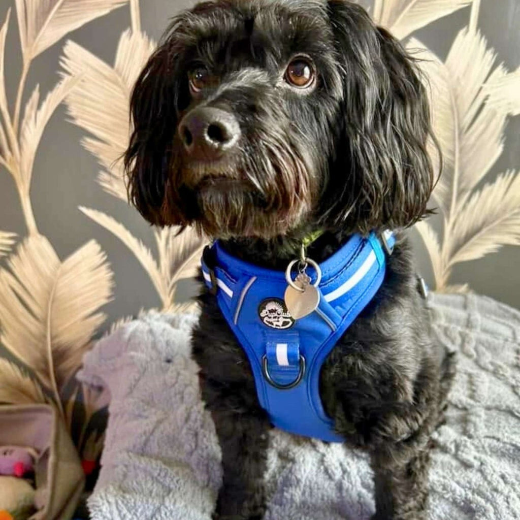 Rugged Rover™ No-Pull Dog Harness – Royal Blue