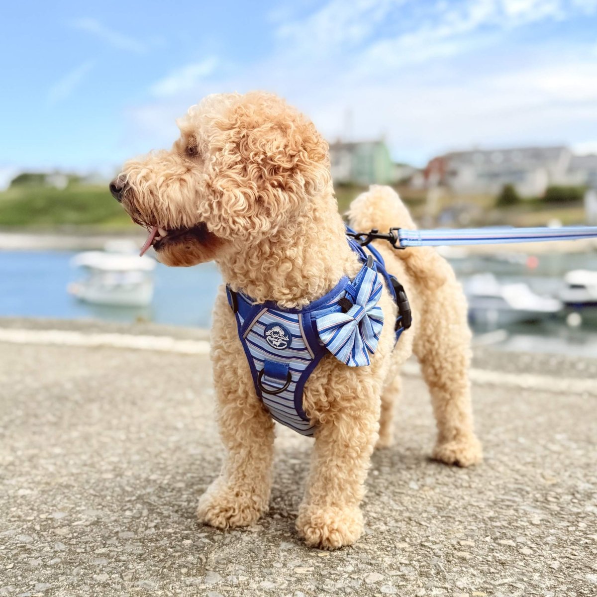 Rugged Rover™ No-Pull Dog Harness – Sea Breeze Stripes
