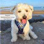 Rugged Rover™ No-Pull Dog Harness – Summer Meadow