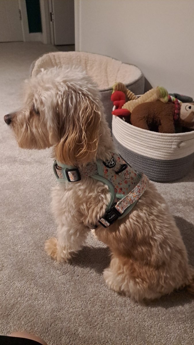 Rugged Rover™ No-Pull Dog Harness – Woodland Friends