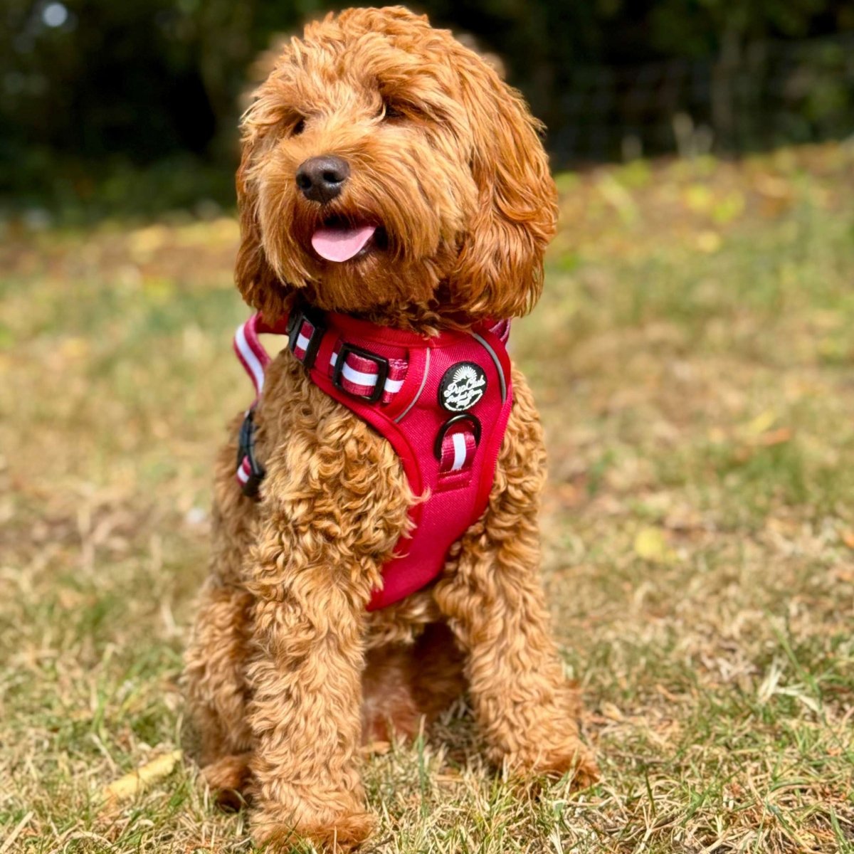 Rugged Rover™ No-Pull Dog Harness – Berry Red