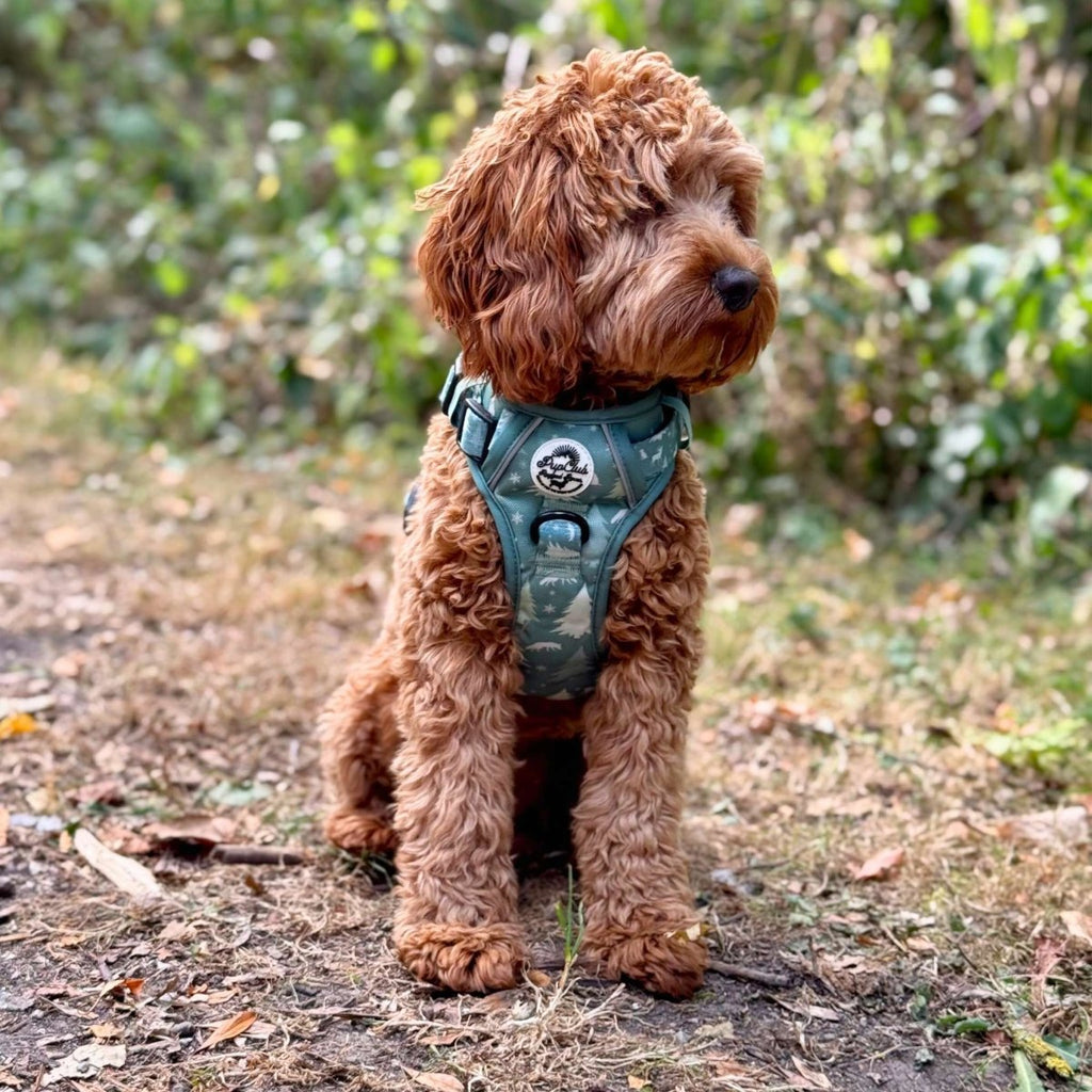 PupClub Rugged Rover Dog Harness – Evergreen Trails