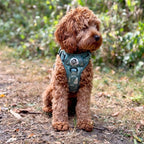PupClub Rugged Rover Dog Harness – Evergreen Trails
