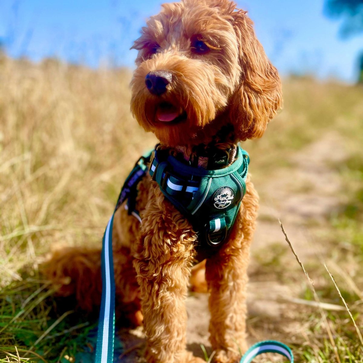 Rugged Rover™ No-Pull Dog Harness – Forest Green