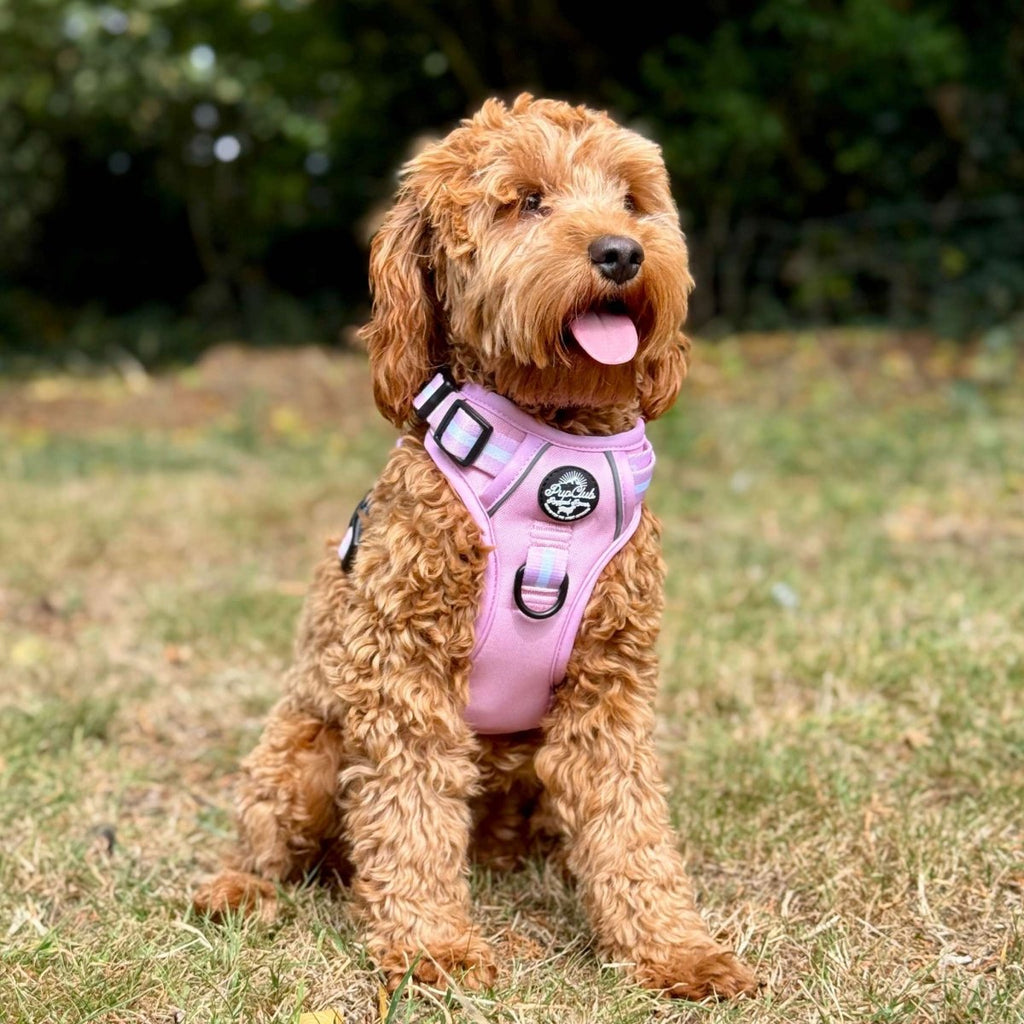 Rugged Rover™ No-Pull Dog Harness – Pastel Pink