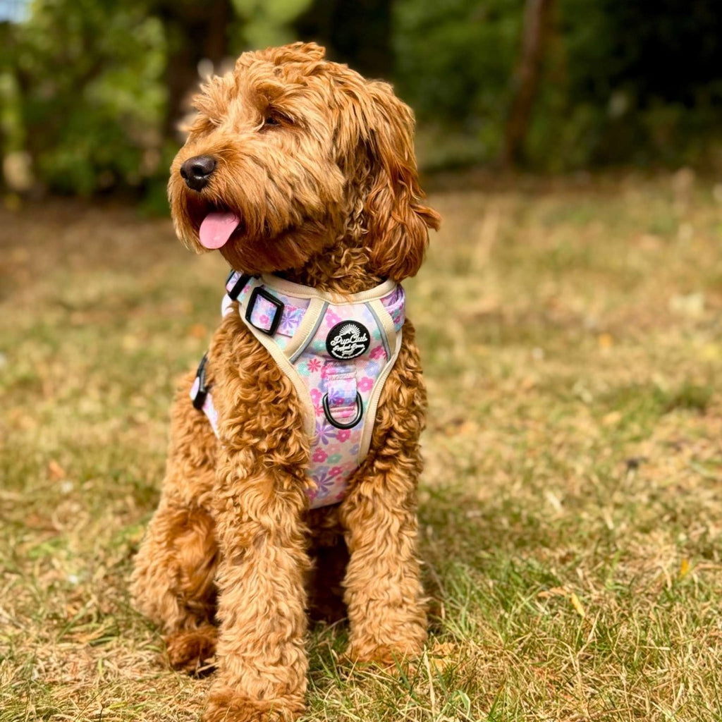 Rugged Rover™ No-Pull Dog Harness – Pretty Petals