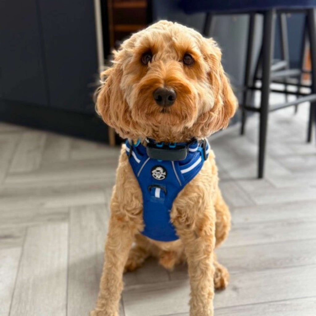 Rugged Rover™ No-Pull Dog Harness – Royal Blue