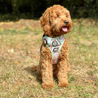 Rugged Rover™ No-Pull Dog Harness – Woodland Friends