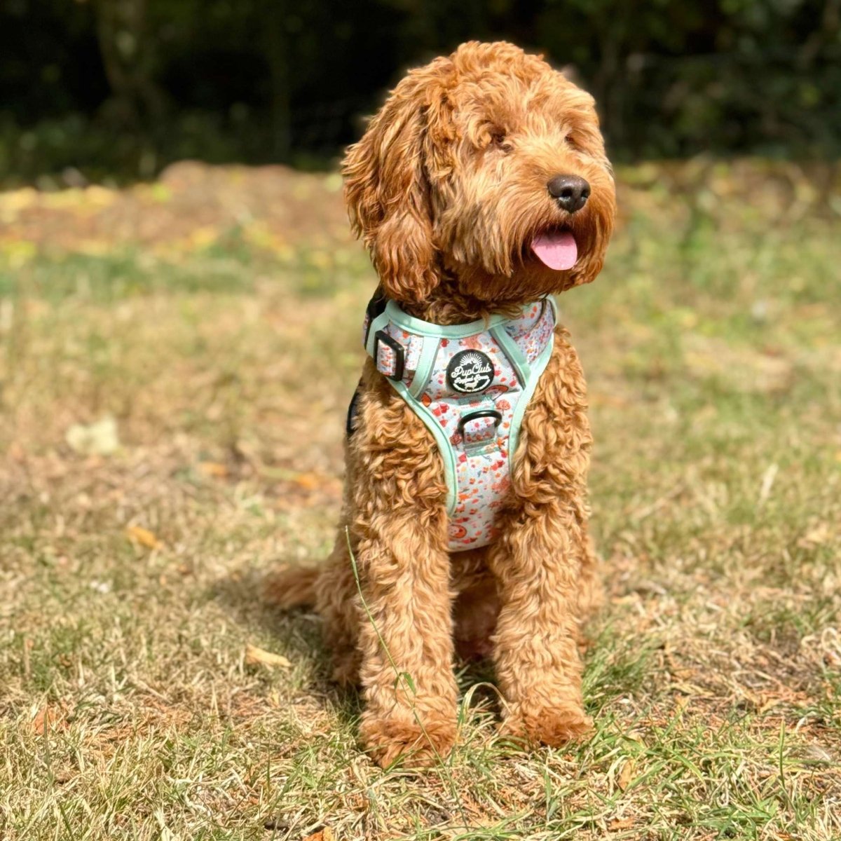Rugged Rover™ No-Pull Dog Harness – Woodland Friends