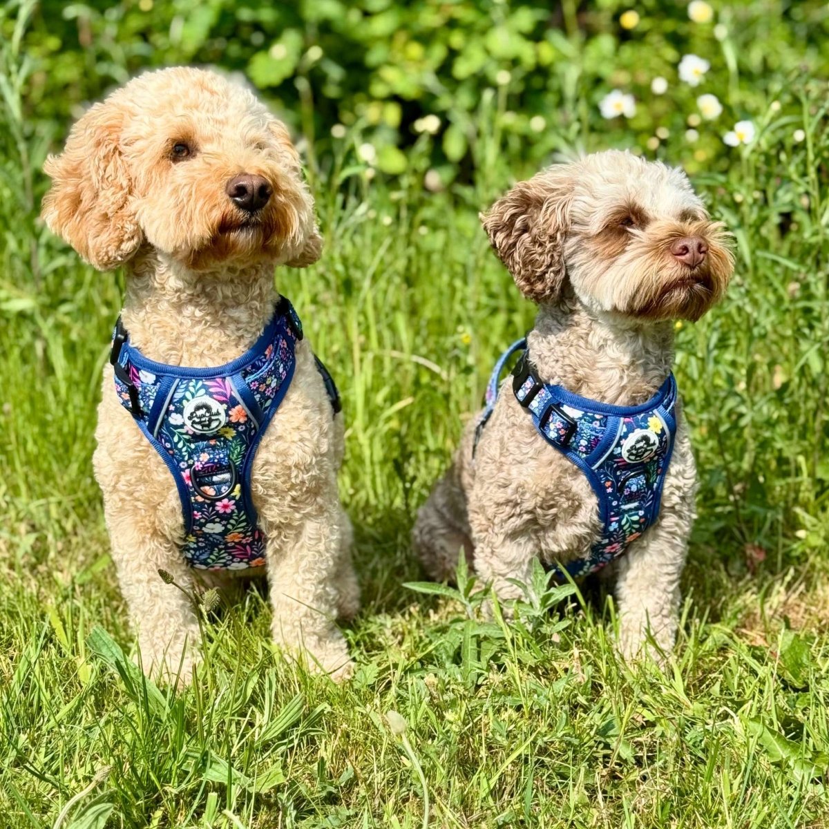 Rugged Rover™ No-Pull Dog Harness – Summer Meadow