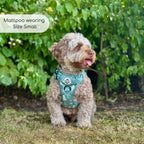 PupClub Rugged Rover Dog Harness – Evergreen Trails
