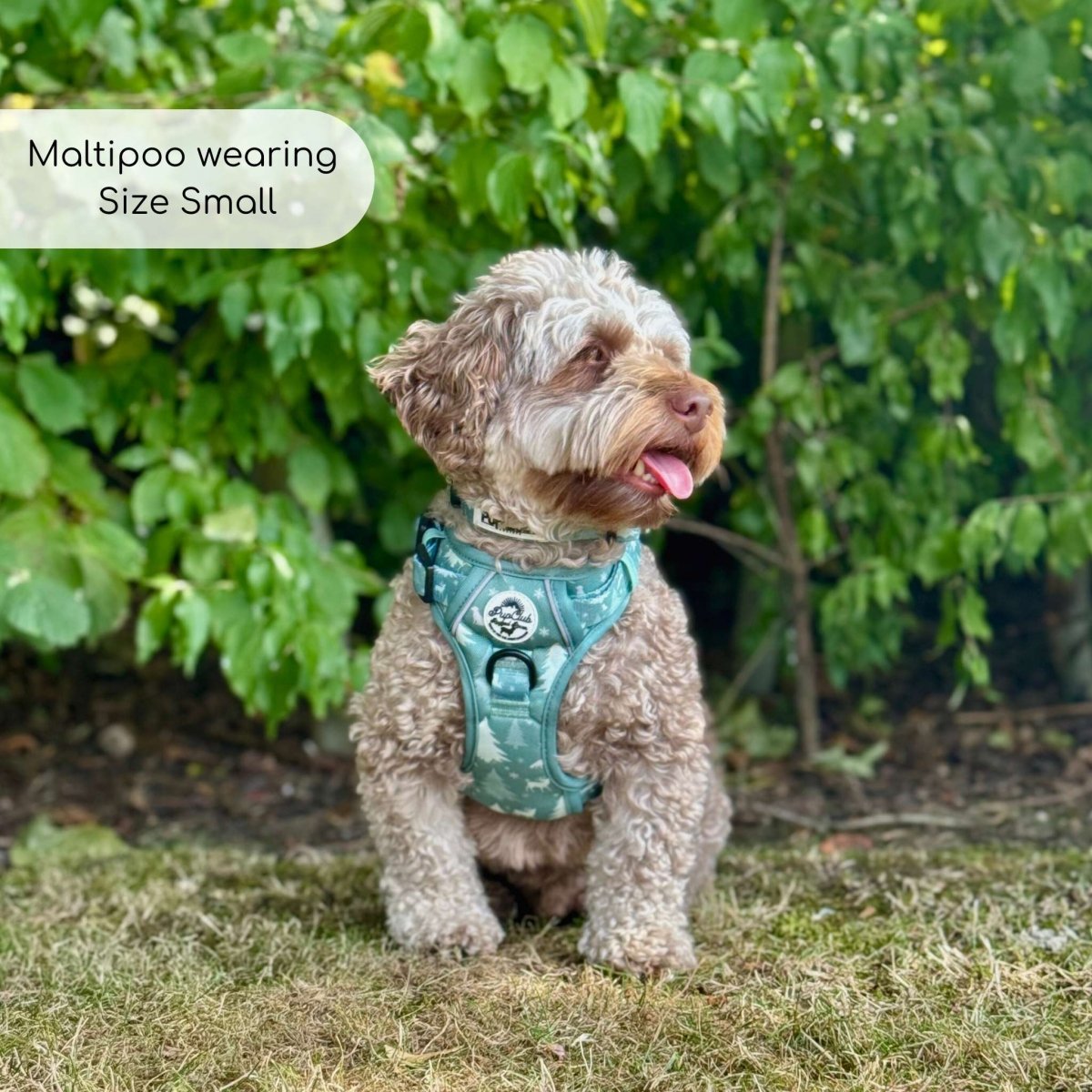 PupClub Rugged Rover Dog Harness – Evergreen Trails