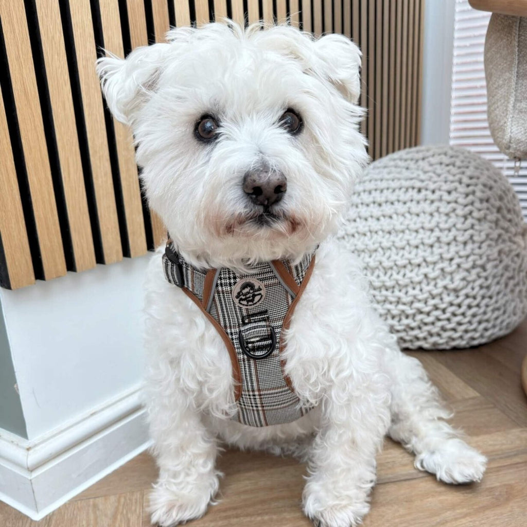 Rugged Rover™ No-Pull Dog Harness – Foxbury Plaid