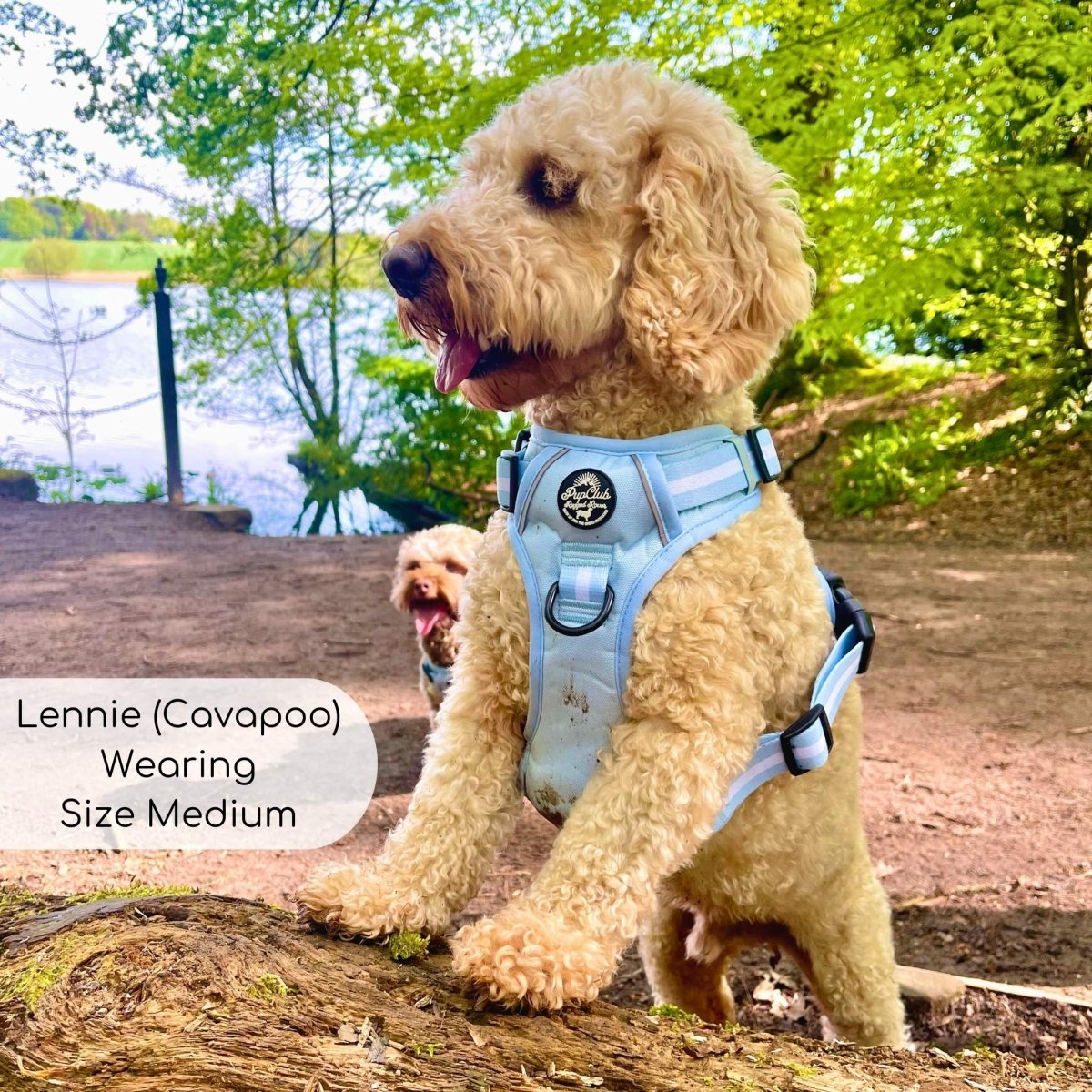 Rugged Rover™ No-Pull Dog Harness – Pastel Blue