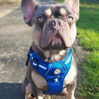 Rugged Rover™ No-Pull Dog Harness – Royal Blue