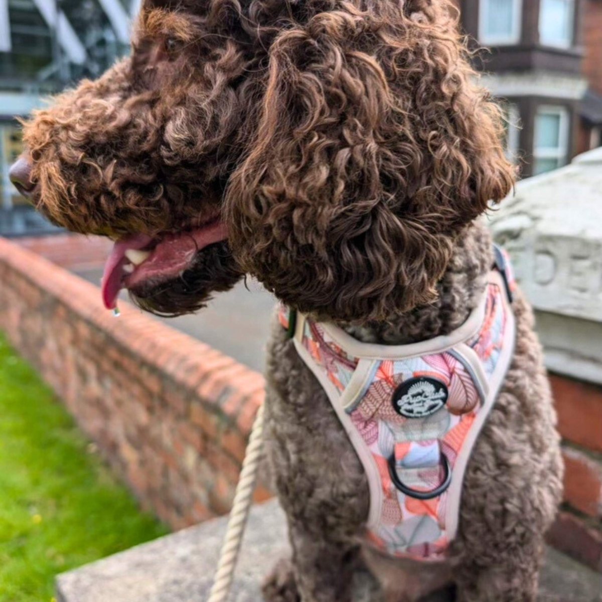 Rugged Rover™ No-Pull Dog Harness – Autumn Breeze