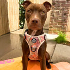 Rugged Rover™ No-Pull Dog Harness – Autumn Breeze