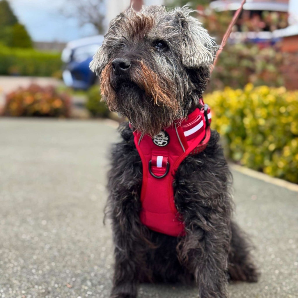 Rugged Rover™ No-Pull Dog Harness – Berry Red