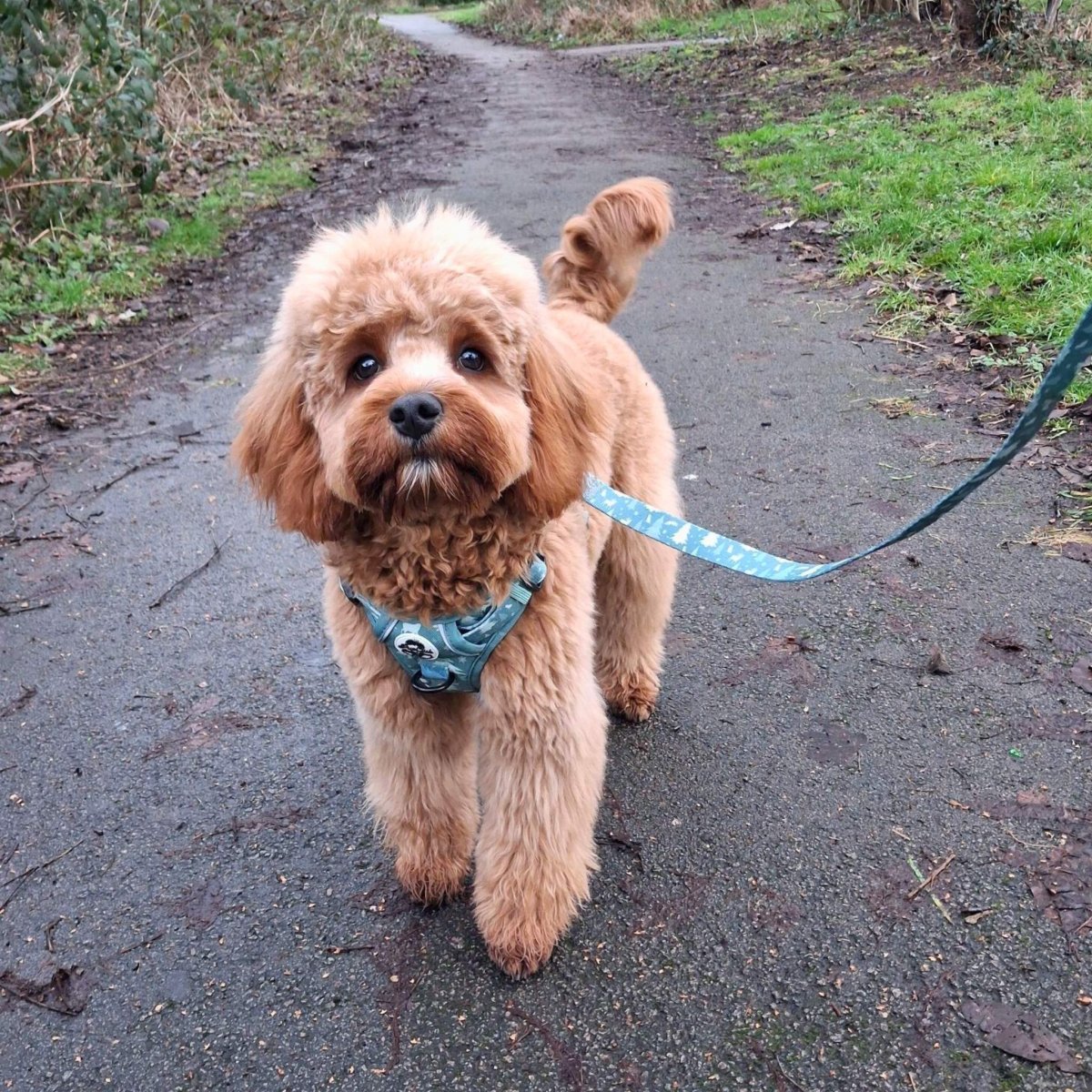 Dog Lead – Evergreen Trails