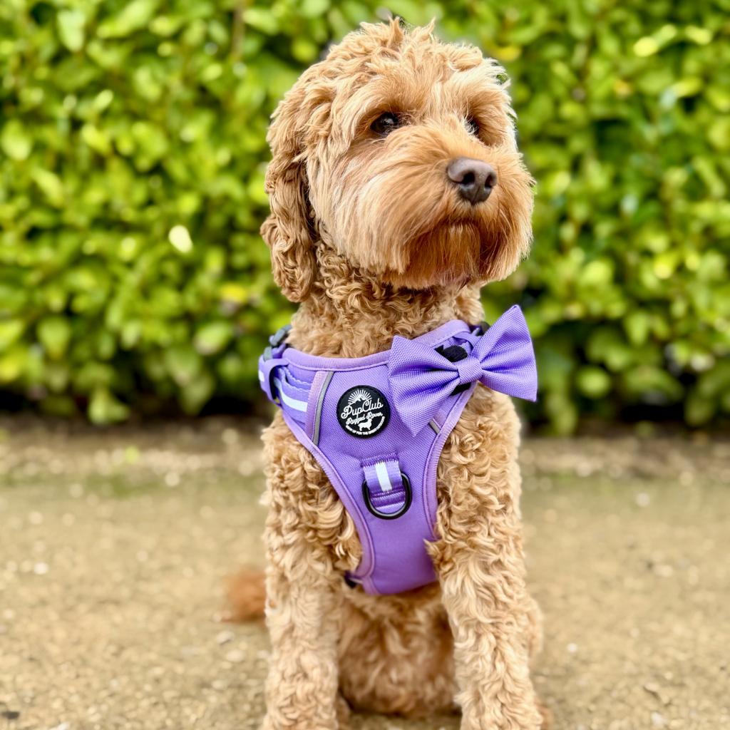 Rugged Rover™ No-Pull Dog Harness – Lilac Blush