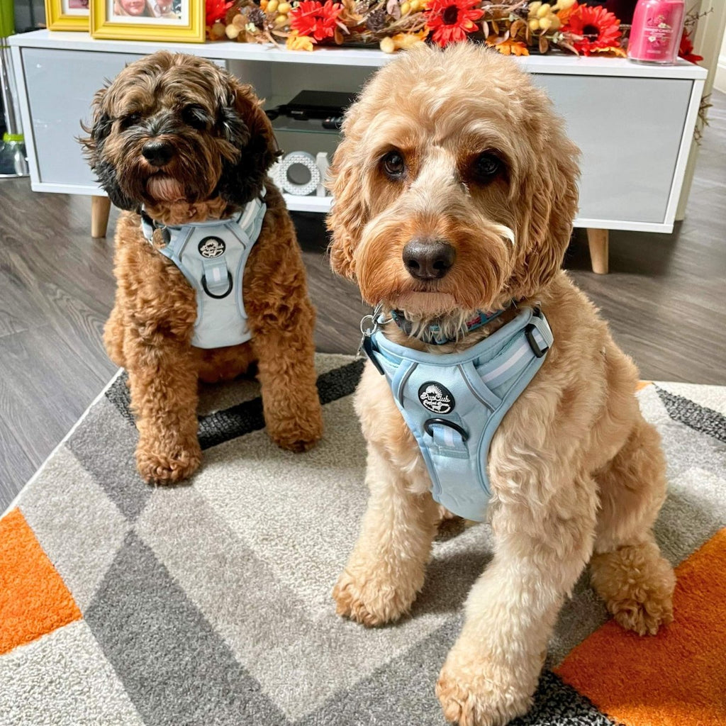 Rugged Rover™ No-Pull Dog Harness – Pastel Blue