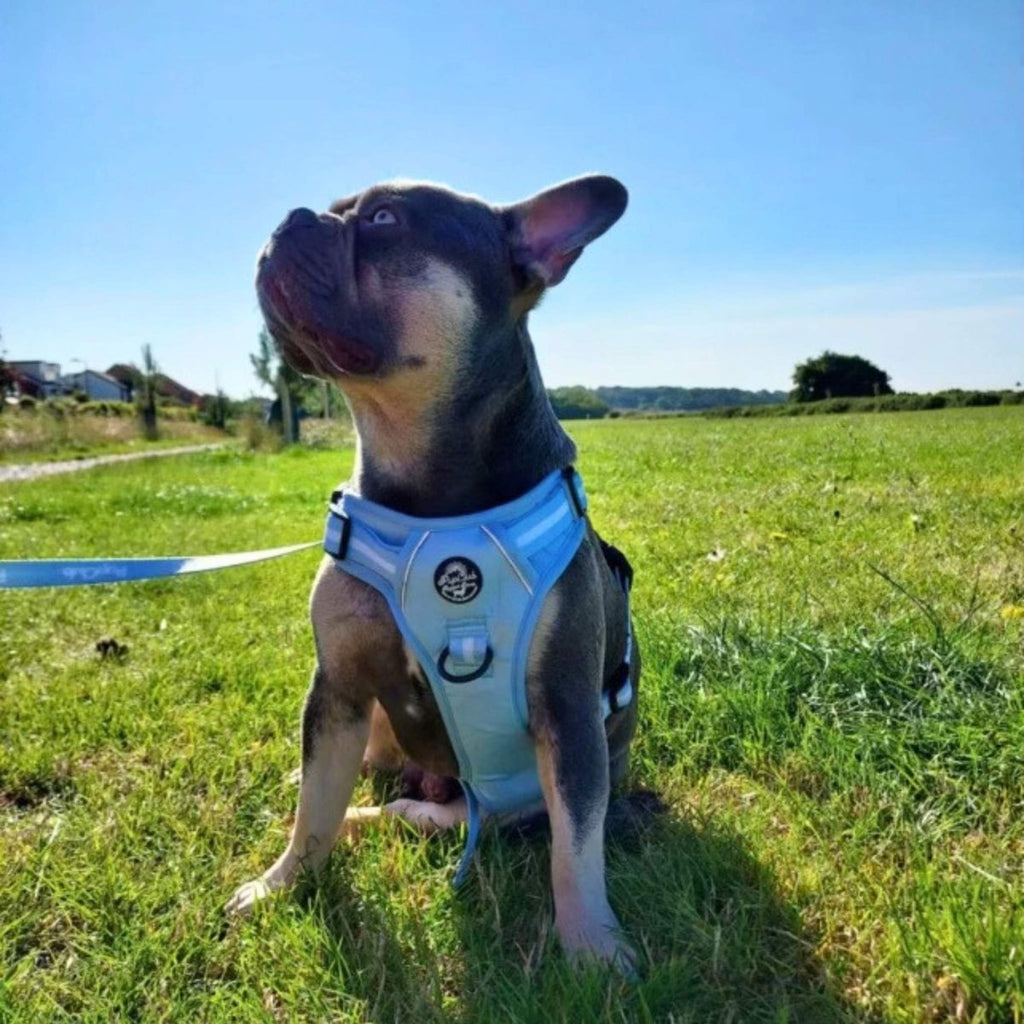 Rugged Rover™ No-Pull Dog Harness – Pastel Blue