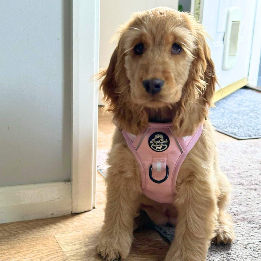 Rugged Rover™ No-Pull Dog Harness – Pastel Pink