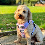 Rugged Rover™ No-Pull Dog Harness – Pink Tartan