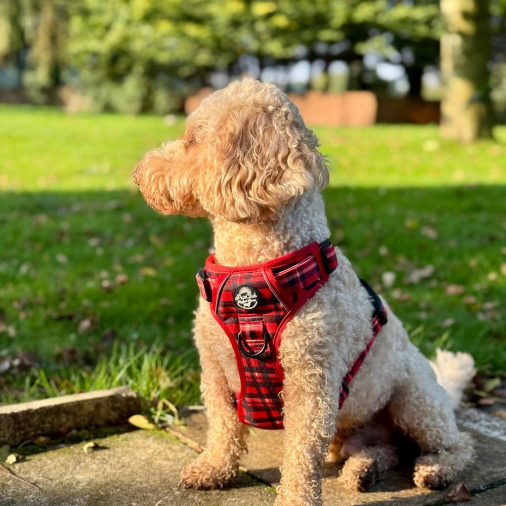 Rugged Rover™ No-Pull Dog Harness – Red Tartan