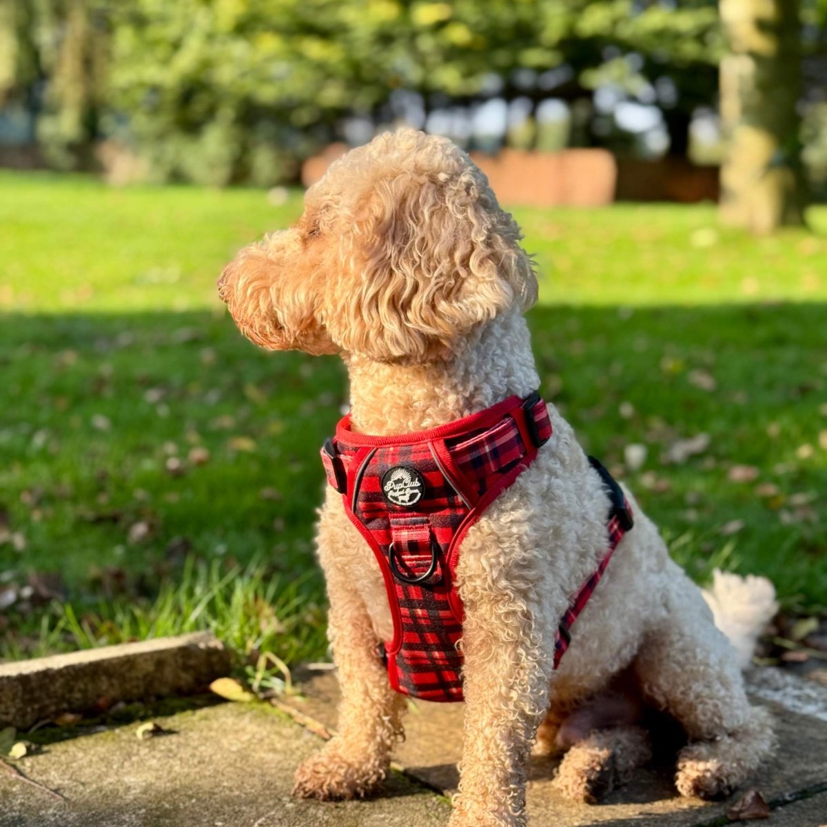 Rugged Rover™ No-Pull Dog Harness – Red Tartan