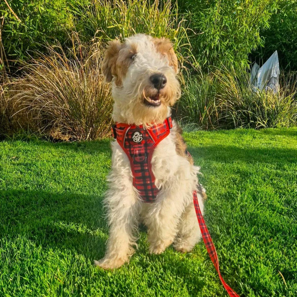 Dog Lead – Red Tartan