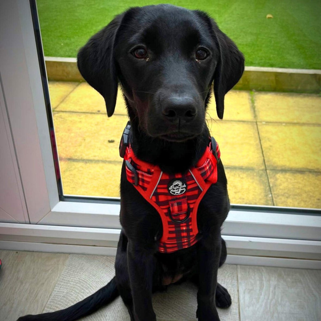Rugged Rover™ No-Pull Dog Harness – Red Tartan