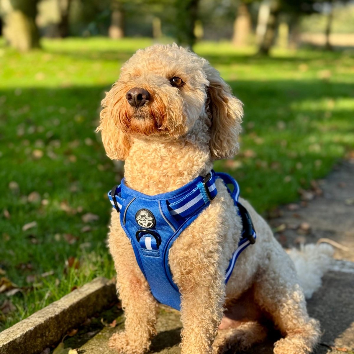 Rugged Rover™ No-Pull Dog Harness – Royal Blue