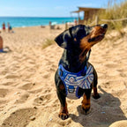 Rugged Rover™ No-Pull Dog Harness – Sea Breeze Stripes