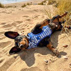 Rugged Rover™ No-Pull Dog Harness – Sea Breeze Stripes