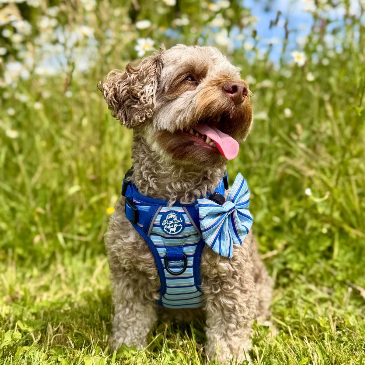 Rugged Rover™ No-Pull Dog Harness – Sea Breeze Stripes