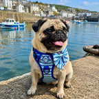 Rugged Rover™ No-Pull Dog Harness – Sea Breeze Stripes