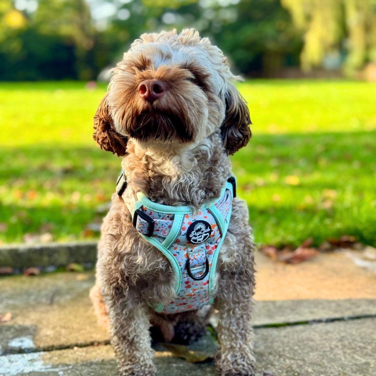 Rugged Rover™ No-Pull Dog Harness – Woodland Friends