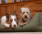 THE HENLEY | LUXURY ORTHOPAEDIC WATERPROOF BOLSTER DOG BED
